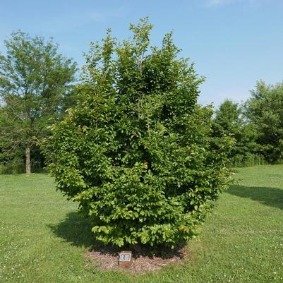 Parrotia persica Persian Spire™