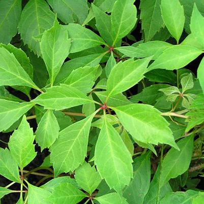 Parthenocissus quinquefolia var. engelmannii Engelmannii