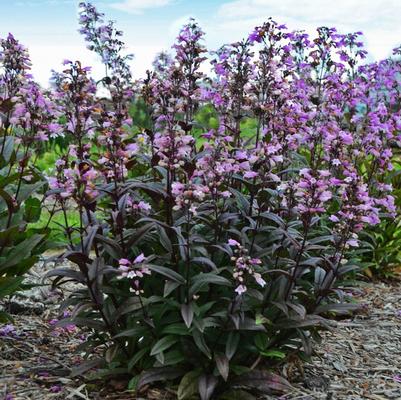 Penstemon digitalis Blackbeard