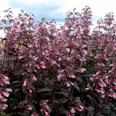 Penstemon Dark Towers