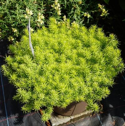 Sedum rupestre Prima Angelina