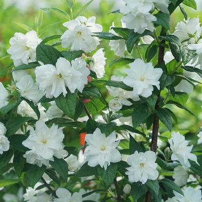 Philadelphus coronarius Illuminati Arch®