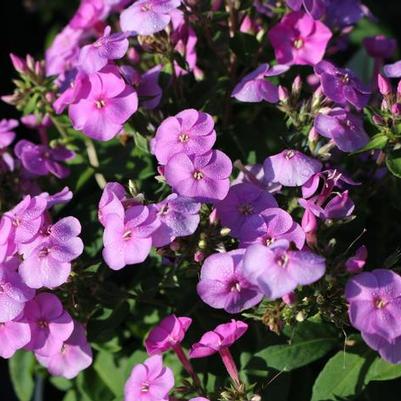 Phlox paniculata Ka-Pow® Lavender