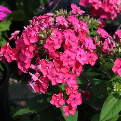 Phlox paniculata Ka-Pow® Pink