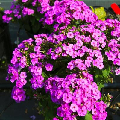 Phlox paniculata Ka-Pow® Purple