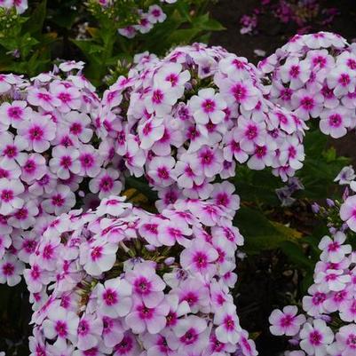 Phlox paniculata Ka-Pow® White Bicolor