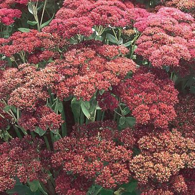 Sedum spectabile Autumn Joy