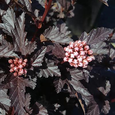 Physocarpus opulifolius Panther®