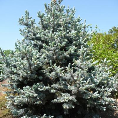 Picea pungens Hoopsii