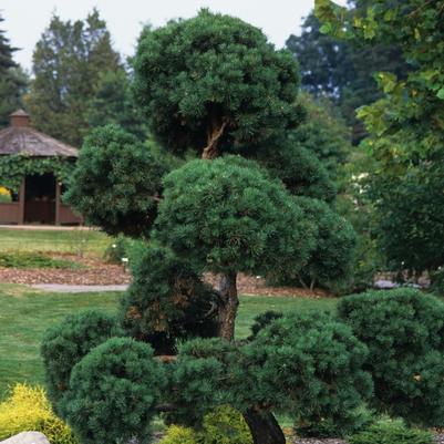 Pinus sylvestris 