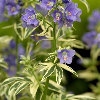 Polemonium caeruleum Brise d'Anjou