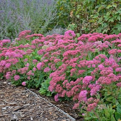 Sedum spectabile Carl