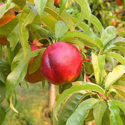 Prunus persica var. nucipersica Flavortop