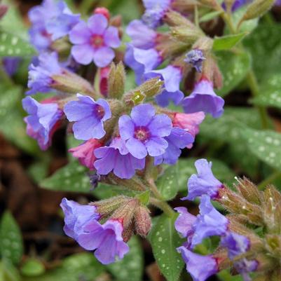 Pulmonaria Trevi Fountain