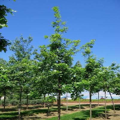 Quercus macrocarpa Urban Pinnacle®