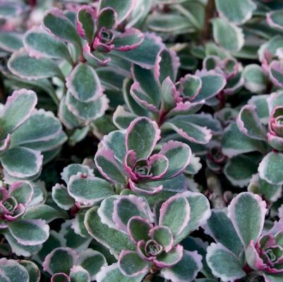 Sedum spurium Tricolor