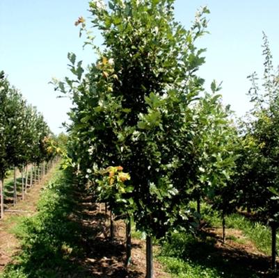 Quercus x macdanielli Clemons®