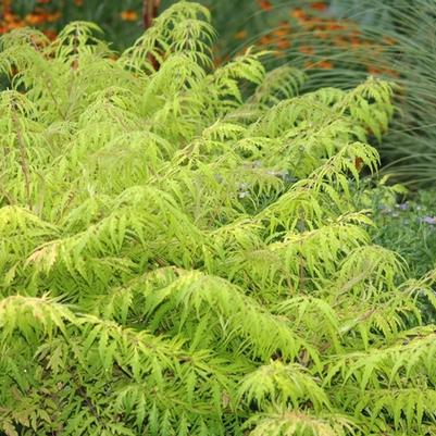 Rhus typhina Tiger Eyes®