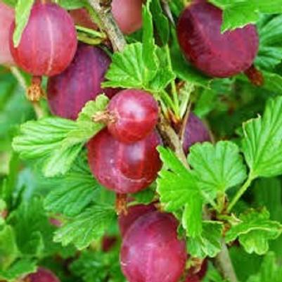 Ribes uva-crispa Little Ben