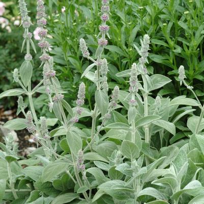 Stachys byzantina Silver Carpet