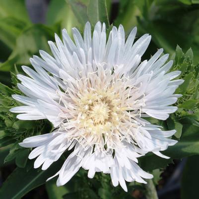 Stokesia laevis Divinity