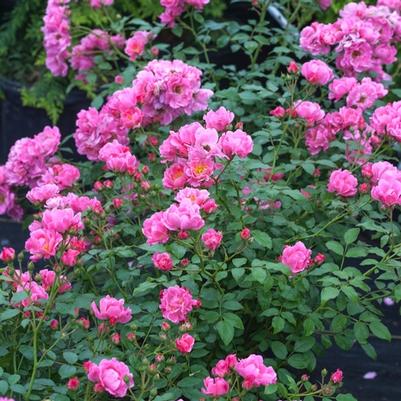 Rosa Oso Easy® Double Pink