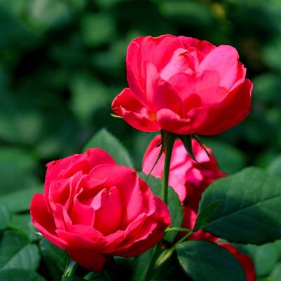 Rosa Oso Easy® Double Red®