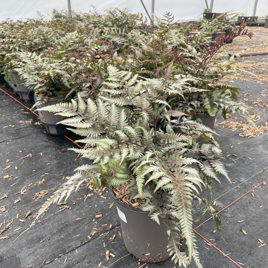 Athyrium niponicum Godzilla