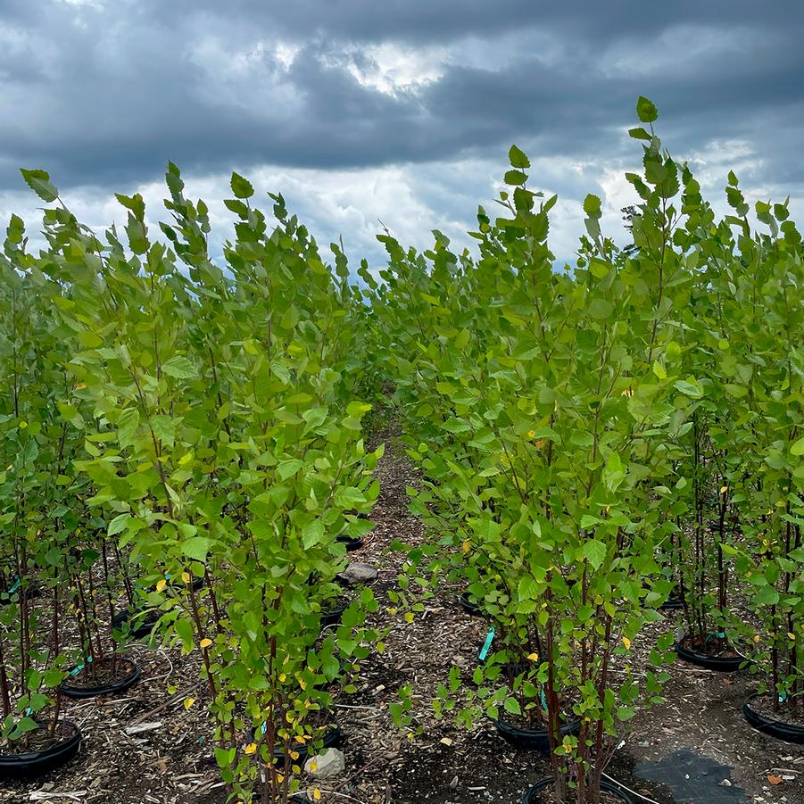 Betula nigra Heritage-Clump