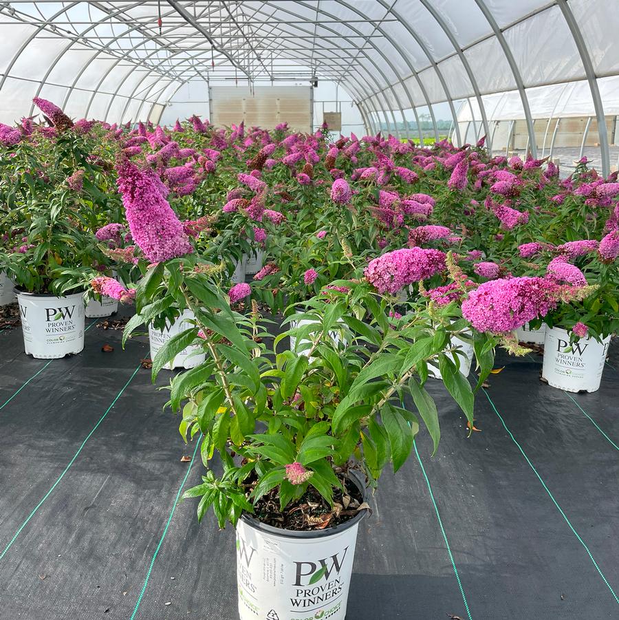 Buddleia Pugster Pinker® Pugster Pinker®