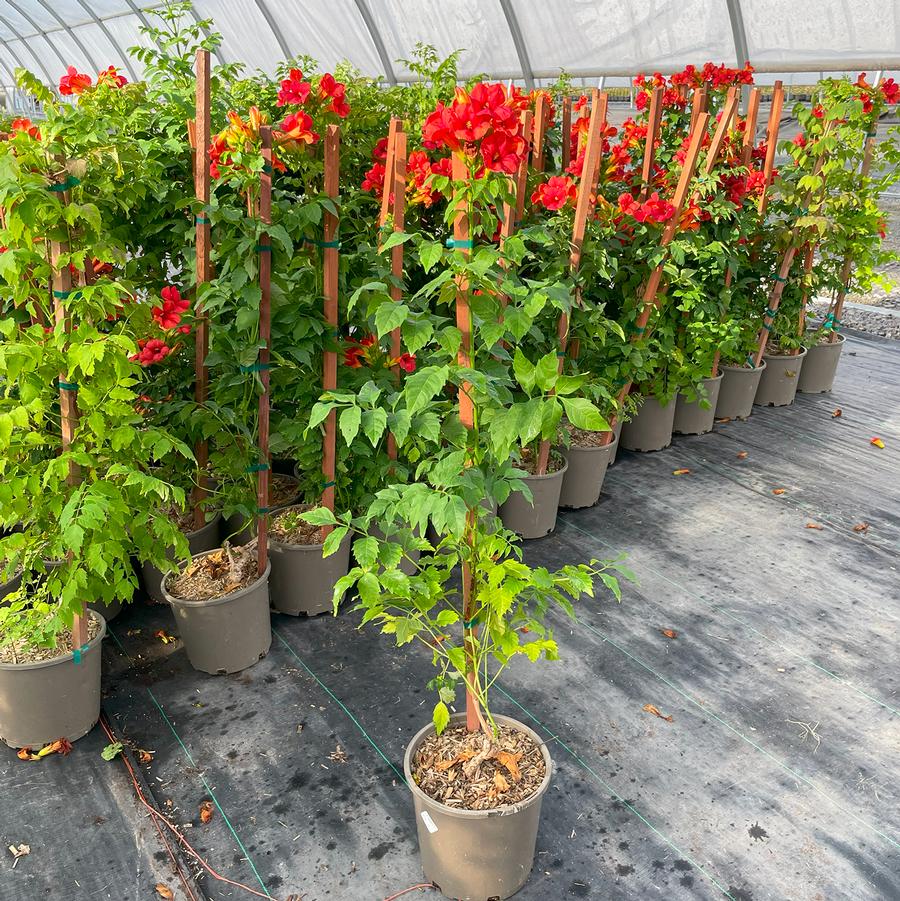 Campsis x tagliabuana Summer Jazz™ Fire