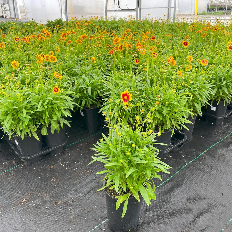 Coreopsis UpTick™ Gold & Bronze