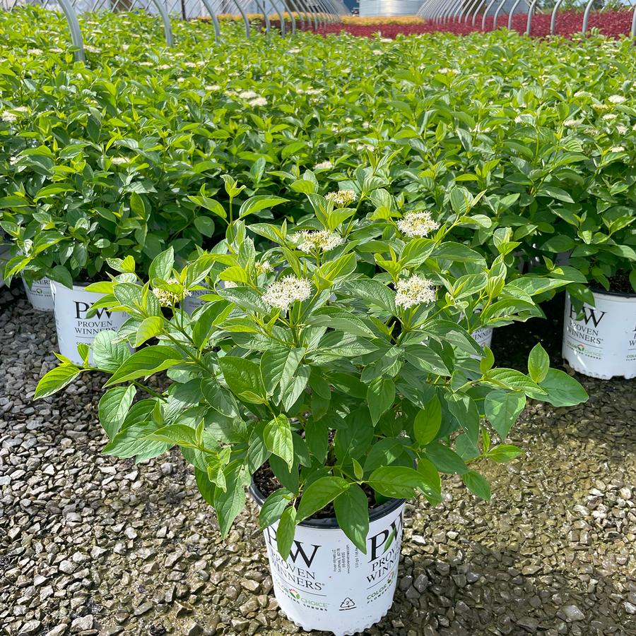 Cornus stolonifera Arctic Fire® Yellow 