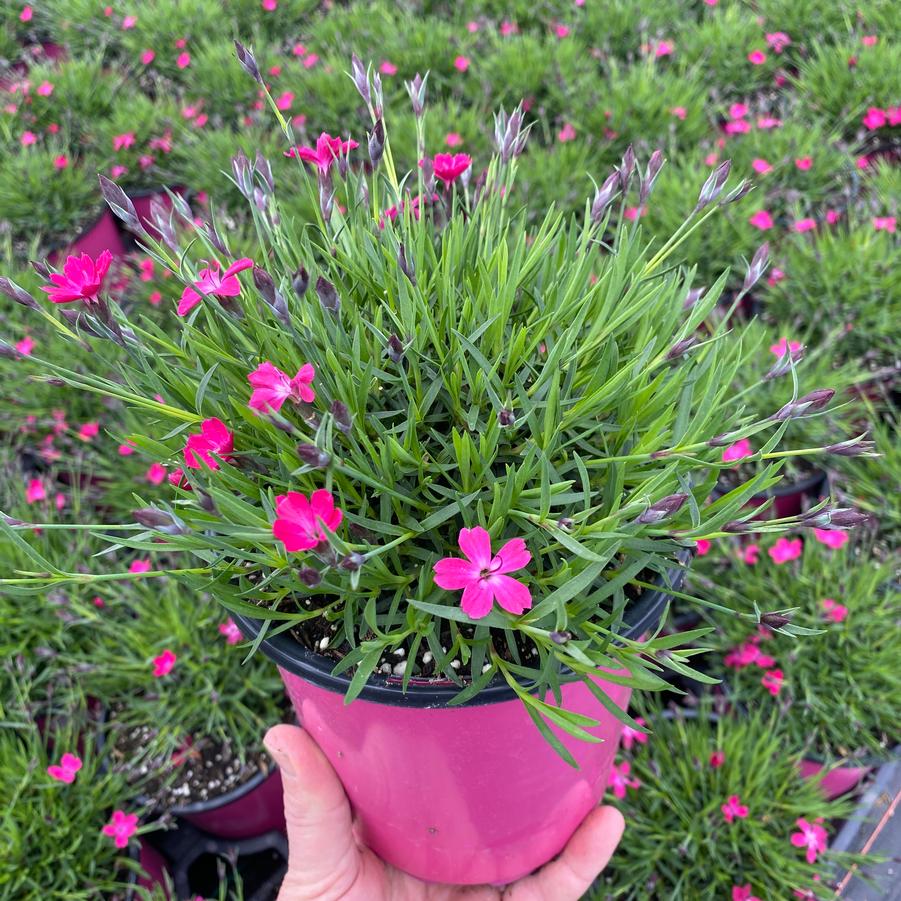 Dianthus Beauties® Kahori® Pink