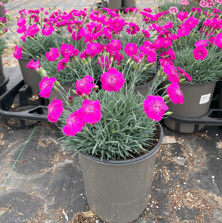 Dianthus Star Single™ Neon Star Improved