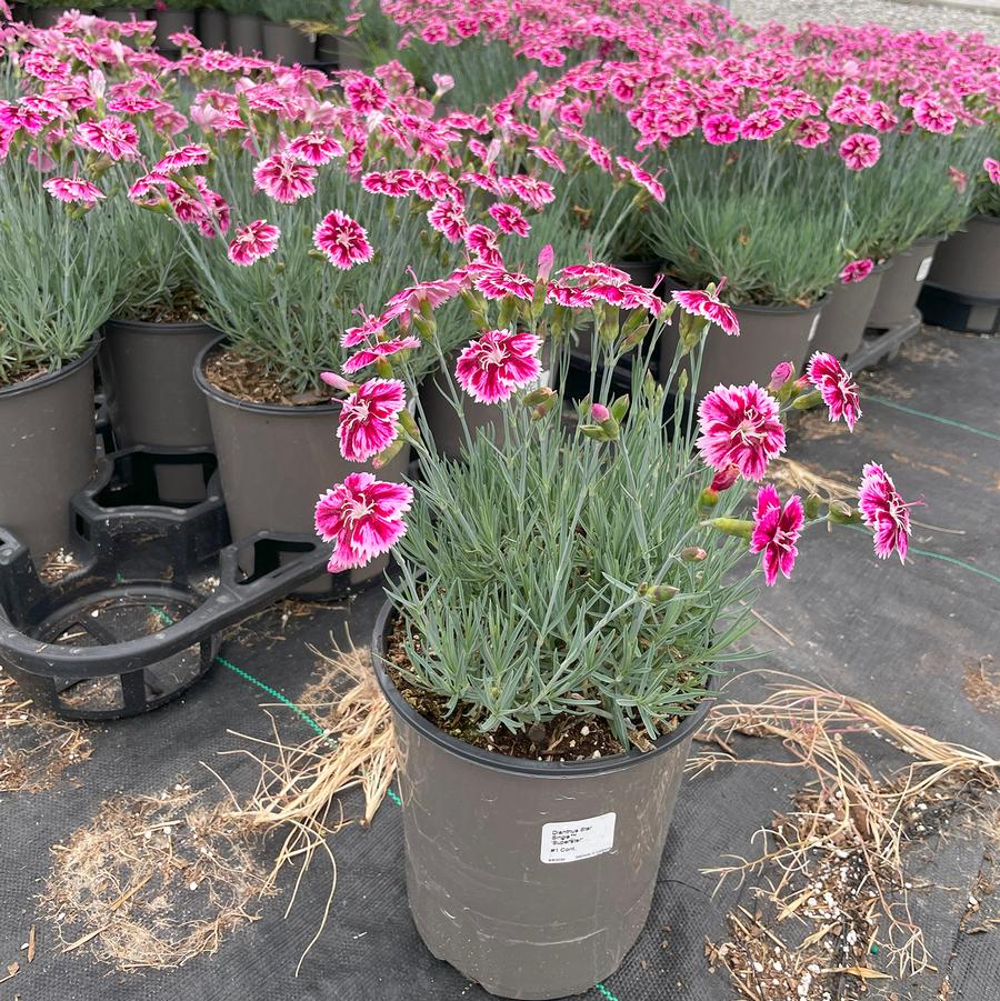 Dianthus Star Single™ Superstar