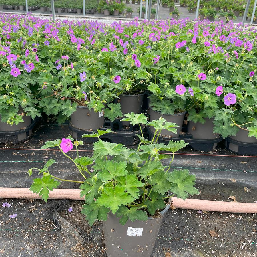 Geranium Rozanne