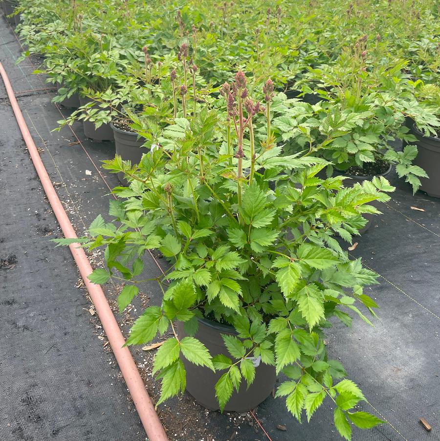 Astilbe chinensis Visions in Pink