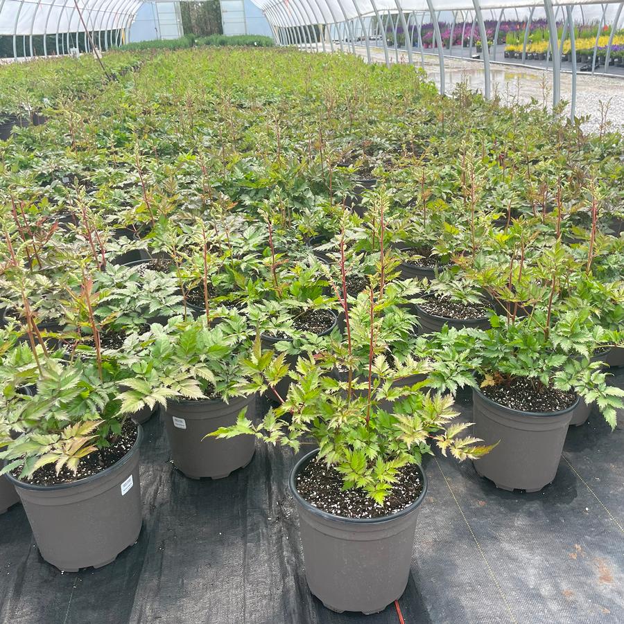 Astilbe chinensis Visions in White