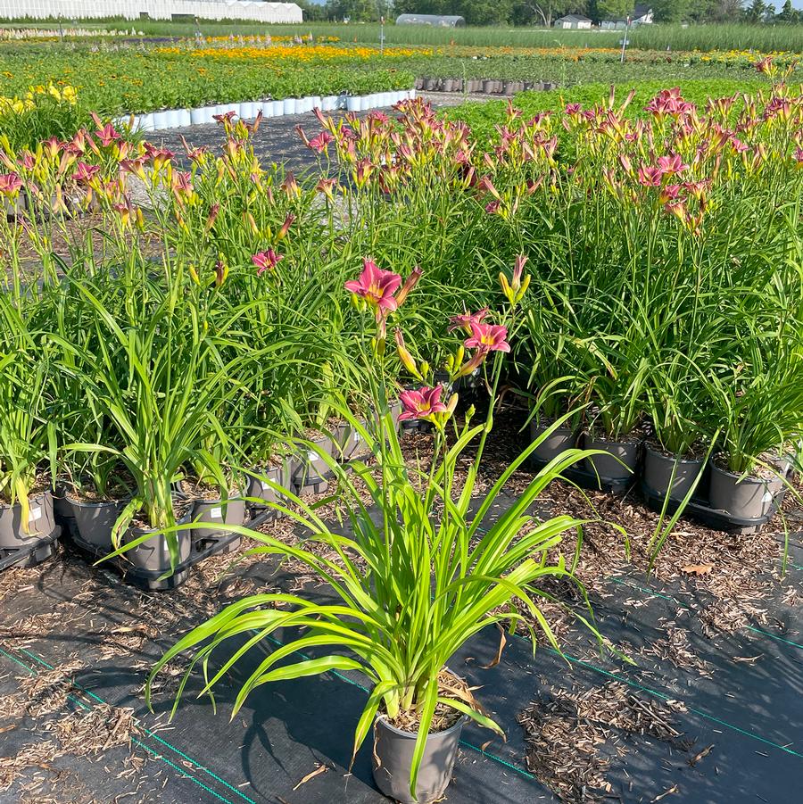 Hemerocallis Purple de Oro