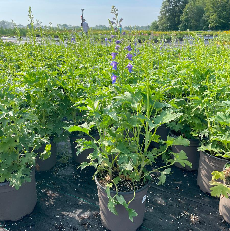 Delphinium elatum Dasante Blue