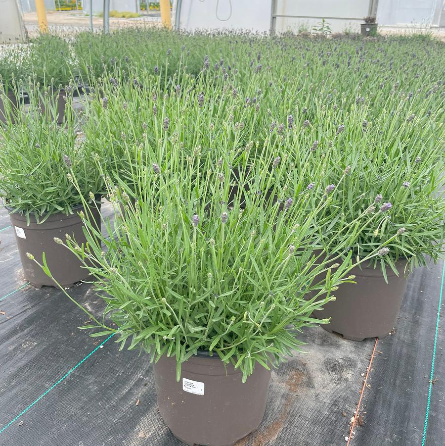 Lavandula angustifolia Hidcote Blue