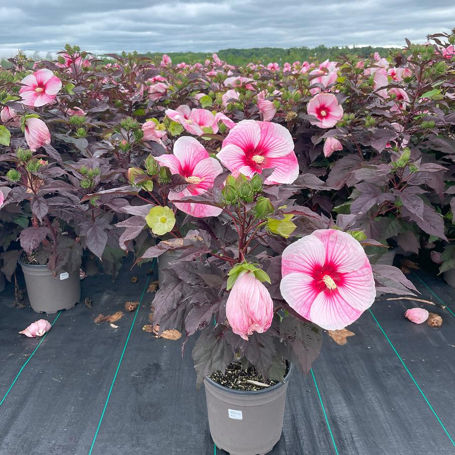 Hibiscus Starry Starry Night
