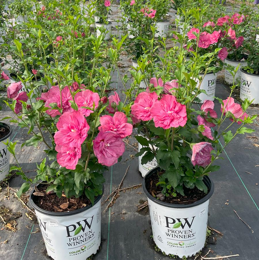 Hibiscus syriacus Magenta Chiffon®