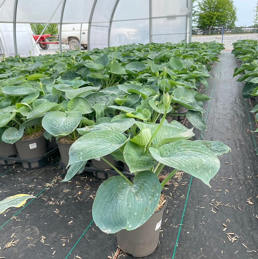 Hosta Abiqua Drinking Gourd
