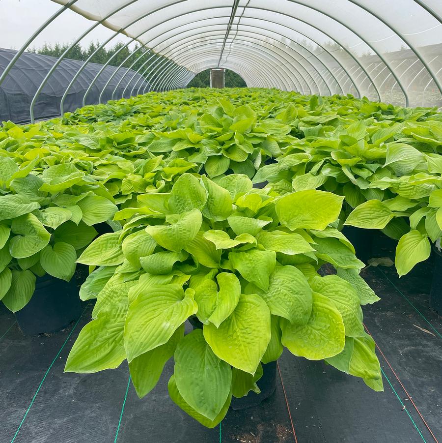 Hosta August Moon