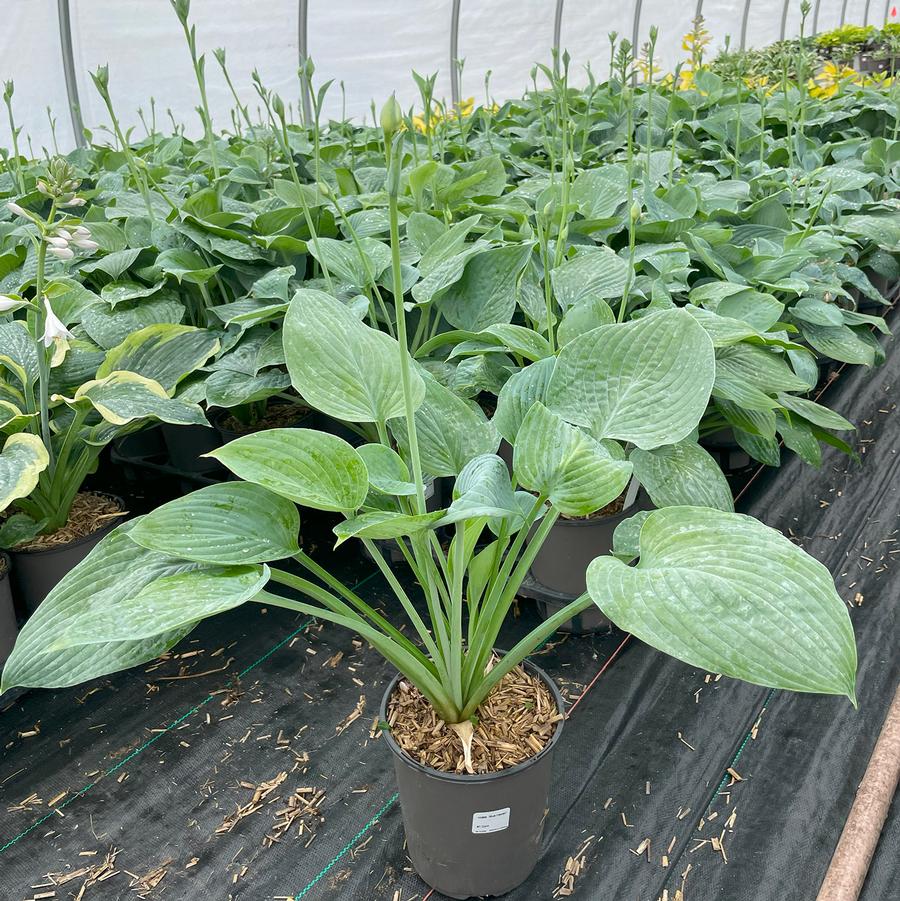 Hosta Blue Hawaii