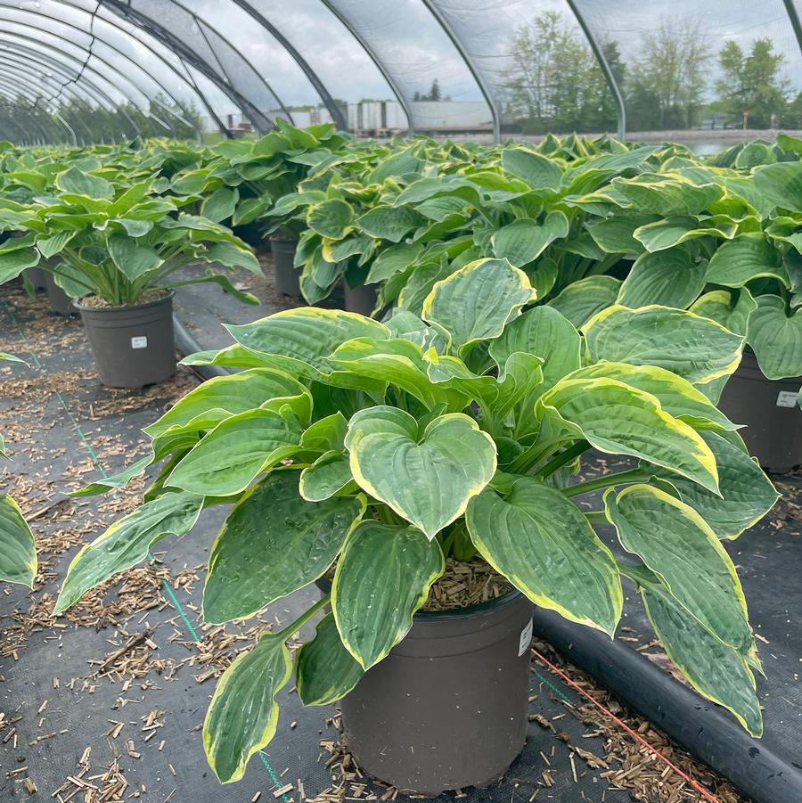 Hosta Christmas Tree