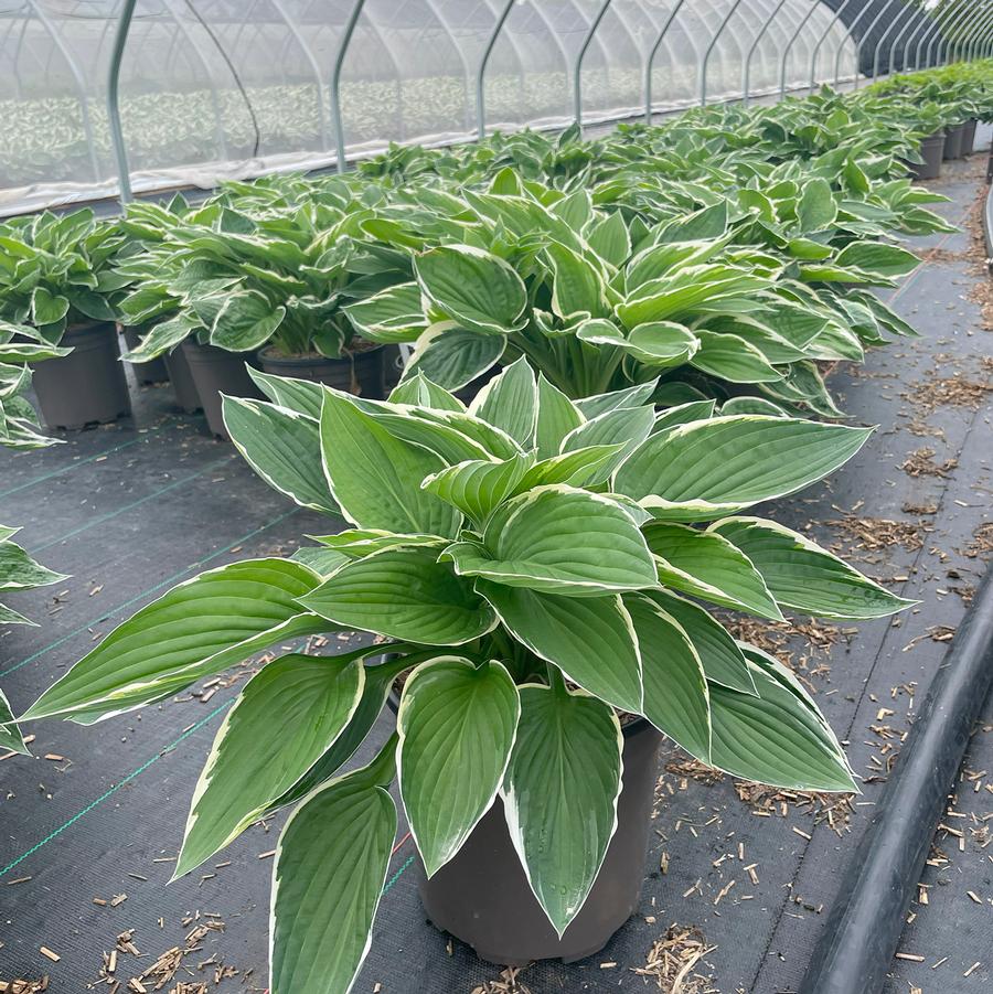 Hosta Francee