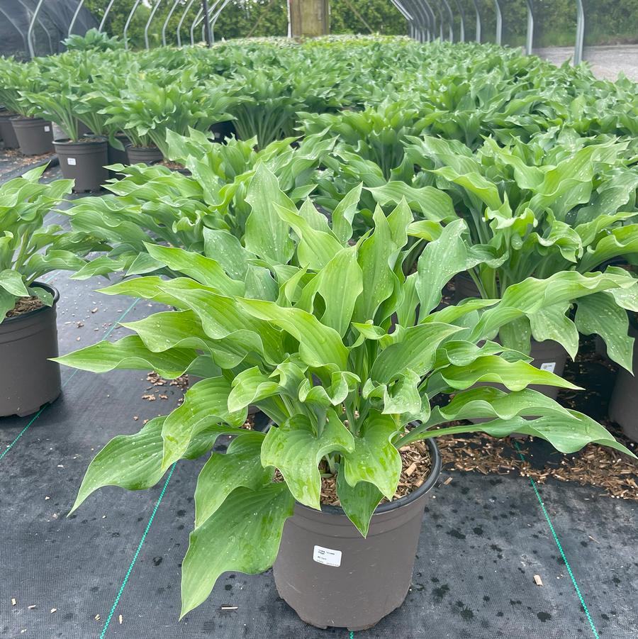 Hosta Krossa Regal